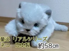 2026年最新】童心 ぬいぐるみ 猫の人気アイテム - メルカリ