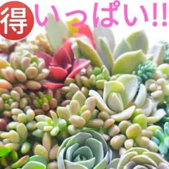 多肉植物 寄せ植え いっぱい!! カット苗 詰め合わせ ラブリーローズなど ②