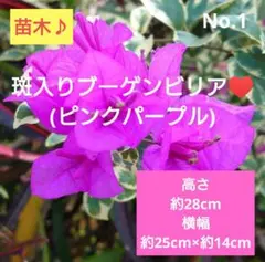 2026年最新】ブーゲンビリア 斑入りの人気アイテム - メルカリ