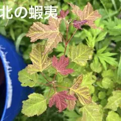 モミジ 鶴の舞｜イロハモミジ系 H60cm前後 紅葉 カエデ 鉢植え 苗木