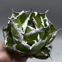 アガベ チタノタ 特選 多肉植物 オテロイ 極上状態 スーパーボール型