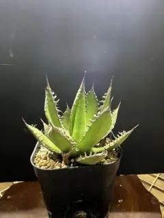 2026年最新】ホリダ アガベの人気アイテム - メルカリ