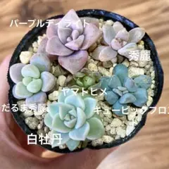 6種セット　多肉植物　抜き苗　カット苗　寄せ植え
