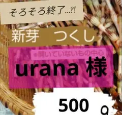 新芽つくし 500g