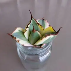 アガベ　イタリアメリクロン　親株サイズ 2026年最新】メリクロン アガベの人気アイテム - メルカリ