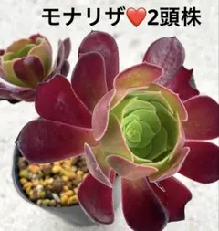 2026年最新】多肉植物 アエオニウムの人気アイテム - メルカリ