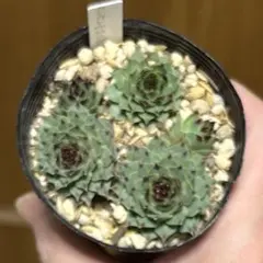 2026年最新】センペルビウムの人気アイテム - メルカリ