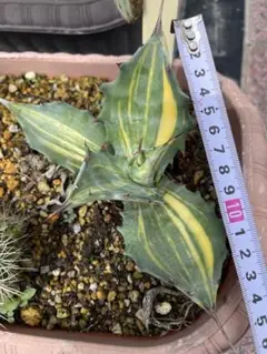アガベ ナサビオラム Agave nussaviorum発根済 - メルカリ