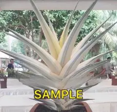 ☆S-14 超稀少 サンスベリア スノーホワイト 斑入り メルカリ発送 スノーホワイト Snow White日本初 斑入り サンスベリア アガベ - メルカリ