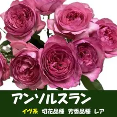 切花品種 イヴ・シャルロッテ D バラ 苗 rose 超レア - メルカリ