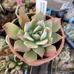 むぎ*1/30出品停止様 リクエスト 3点 まとめ商品