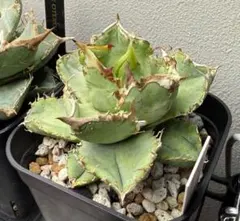 2026年最新】アガベ発根済みの人気アイテム - メルカリ