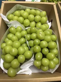 山梨産 シャインマスカット5kg7房から8房 - メルカリ