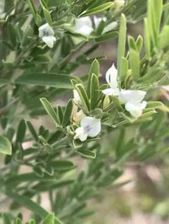 白花エニシダ苗木のサムネイル