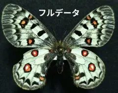 異常型 ジャクエモンティウスバシロチョウ 蝶 標本 - メルカリ