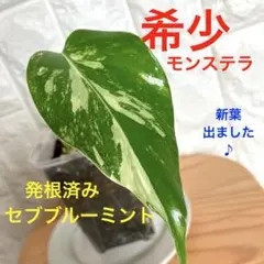 2025年最新】セブブルーミントの人気アイテム - メルカリ