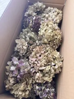 紫陽花 ドライフラワー 北海道産 60サイズ L ① - メルカリ
