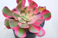 多肉植物 アエオニウム 夕映え 群生（6頭）美苗 抜き苗 - メルカリ