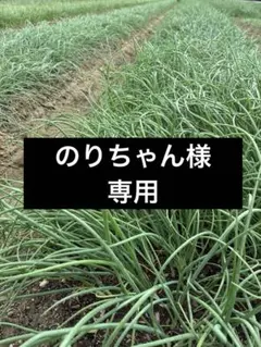 のりちゃん様専用ページ▼玉ねぎ苗