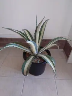 2025年最新】アガベ 華厳の人気アイテム - メルカリ