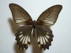 2026年最新】ナガサキアゲハの人気アイテム - メルカリ