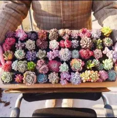 み*ん様 B9韓国苗 雑交新種 多肉植物寄せ植えセットカット苗詰め合わせ 60苗