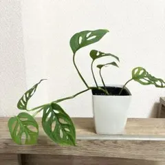 2025年最新】オブリクアの人気アイテム - メルカリ