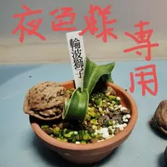 万年青　斑入り 苗/種など 株 斑が美しい 園芸ネット本店｜オモト（万年青）：斑入り・実つき6号鉢植え の通販