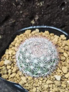 鬼灯様 リクエスト 4点 まとめ商品