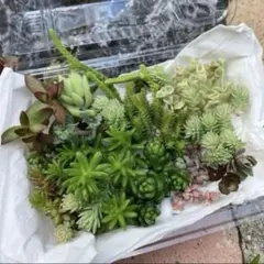 多肉植物☆14種類以上☆09