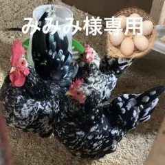 みみみ様専用　碁石チャボの卵6個　桂チャボの卵6個　同梱