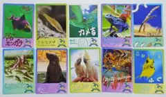 鳥羽水族館 コレクションカード Vol.2 ノーマルカード 3枚 - メルカリ