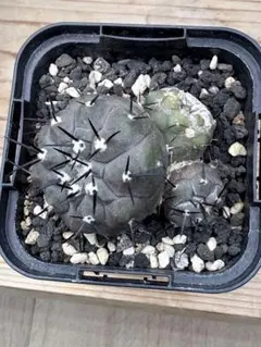 ウラオニ様 リクエスト 3点 まとめ商品