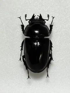 2026年最新】標本の人気アイテム - メルカリ