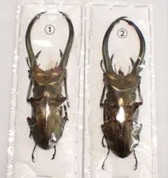 2026年最新】標本クワガタの人気アイテム - メルカリ