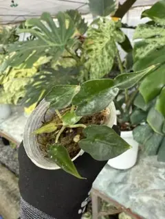 ラブコンブ様 リクエスト 2点 まとめ商品