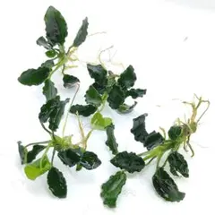 もす様 リクエスト 2点 まとめ商品