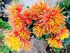 ピンポンオレンジ菊1本+ワインレッド小菊2本+ 釣鐘草2球根 3種セット③