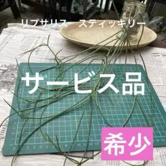 リプサリス　スティッキリー　ロング苗　発根済み❣️希少品種のサムネイル