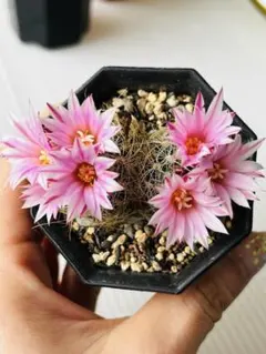 シゲオ様 リクエスト 3点 まとめ商品