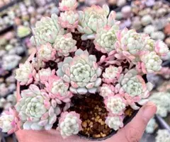 kiyomi様 リクエスト 2点 まとめ商品