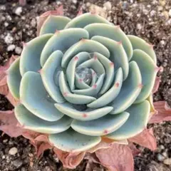 2026年最新】多肉植物 七福神の人気アイテム - メルカリ