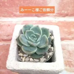 みーーこ様ご依頼分 小雪×雲の花他 多肉 エケベリア