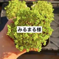 みるまる様　専用　鉢付き発送