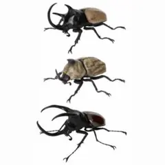 いきもの大図鑑　かぶとむし10 3種　セット　ガチャガチャ