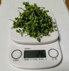 訳あり！ クール便！青森県産実山椒 ☆採れたて 1kg以上！ - メルカリ