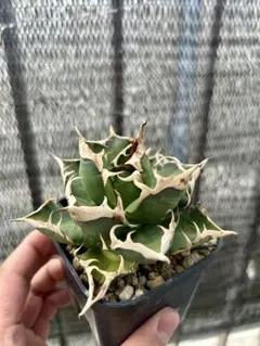 2026年最新】アガベ 狼人の人気アイテム - メルカリ