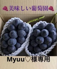 Myuu♡様専用ナガノパープル2房