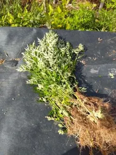 よもぎ　三重県産　YUKI様専用