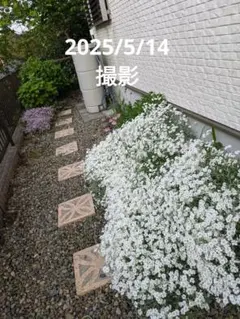 Ayami様 リクエスト 2点 まとめ商品
